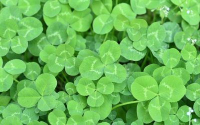 The History of St. Patrick’s Day: A Celebration of Culture, Faith, and Legacy